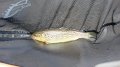 Another Brown